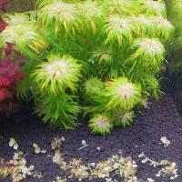 公告 关于 水草栽培指南 书籍出售事宜 泡泡水族