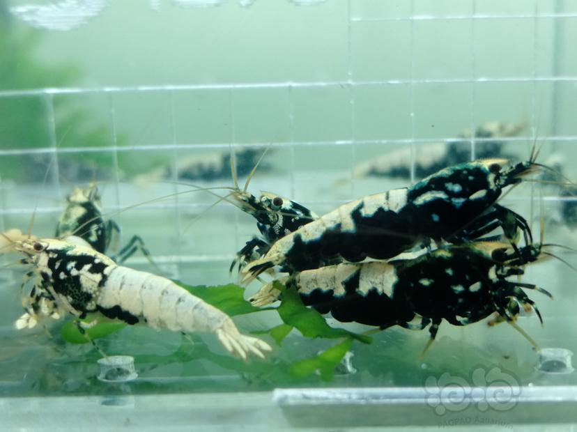 【虾】2019-06-20#RMB拍卖黑色银河鱼骨大蟒🐍一份11只-图4