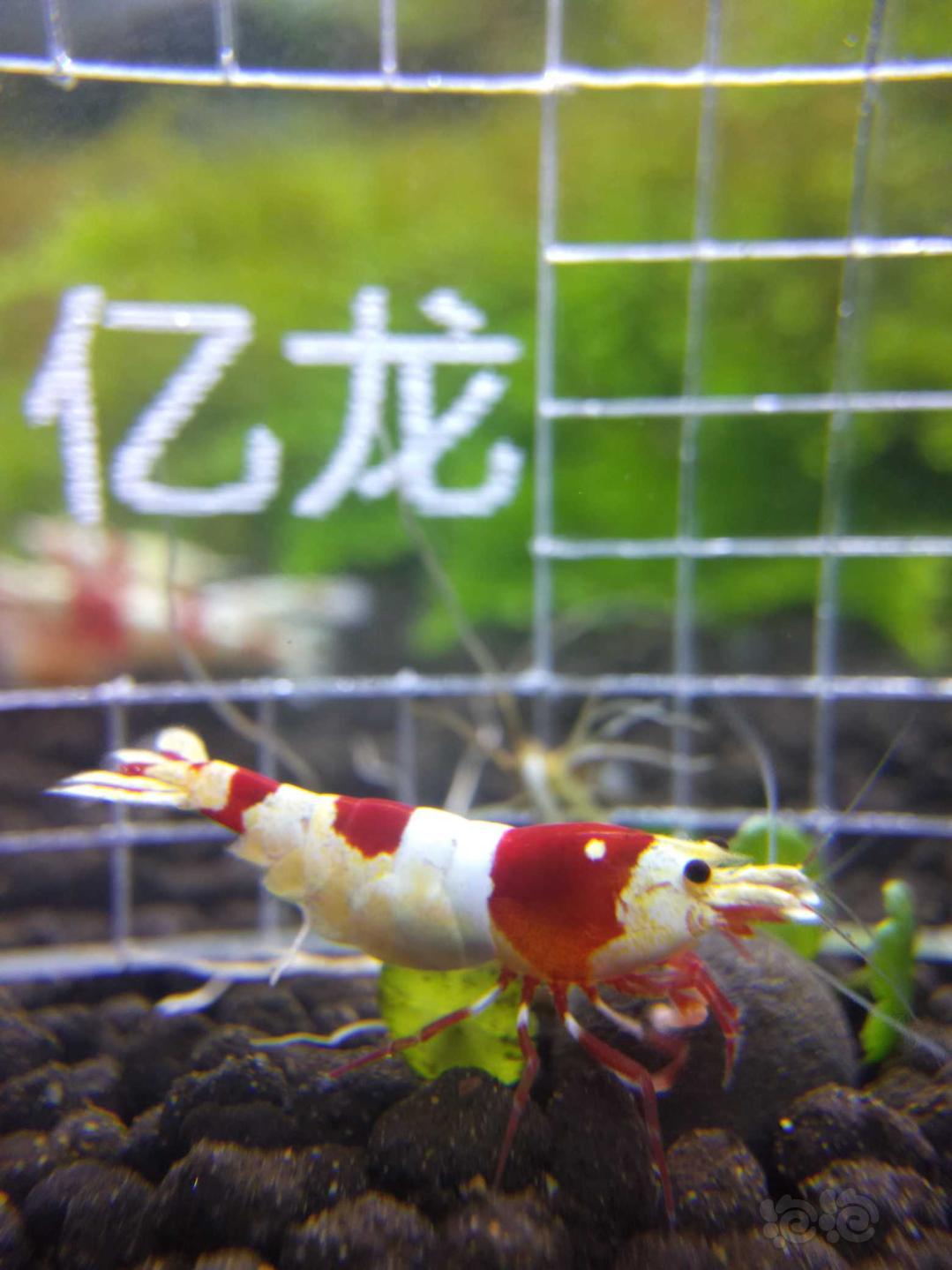 【虾】2019-06-12#RMB拍卖红白二只-图2