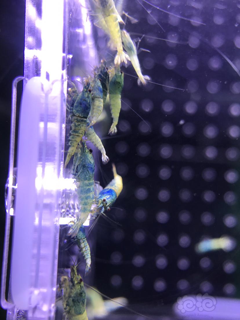 【虾】2019－6－25#RMB拍卖蓝面水晶虾35只-图1