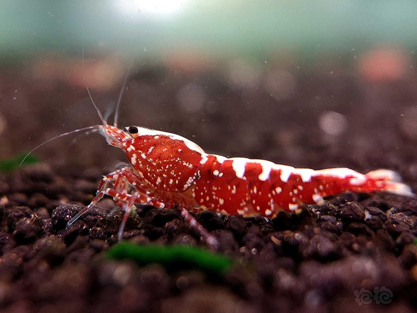 2019617rmb拍卖红银河星钻水晶虾一对