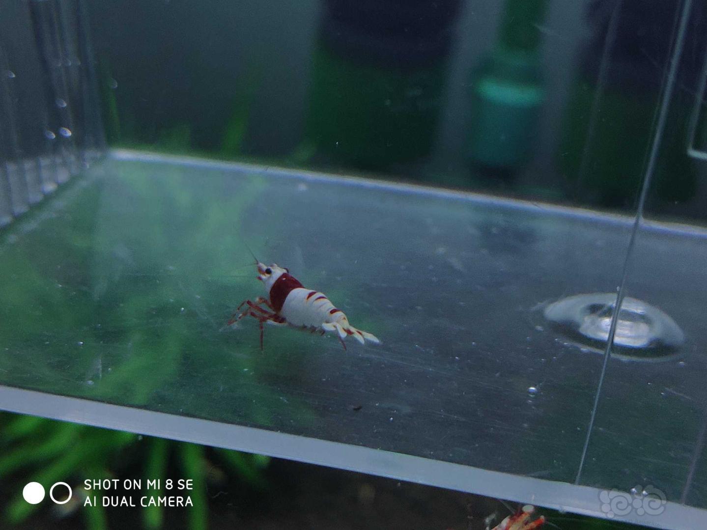 【虾】2019-06-23#RMB拍卖纯血红白系统水晶虾5公5母(1.4-.1.6cm左右新成虾，一-图3