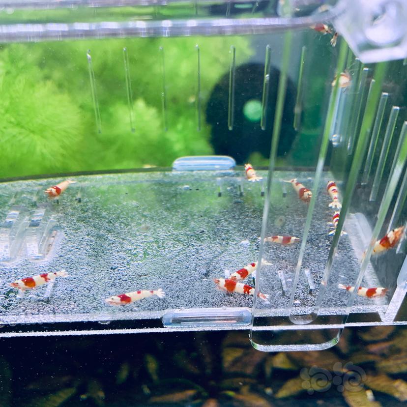【虾螺】低价出纯血红白水晶虾-图3