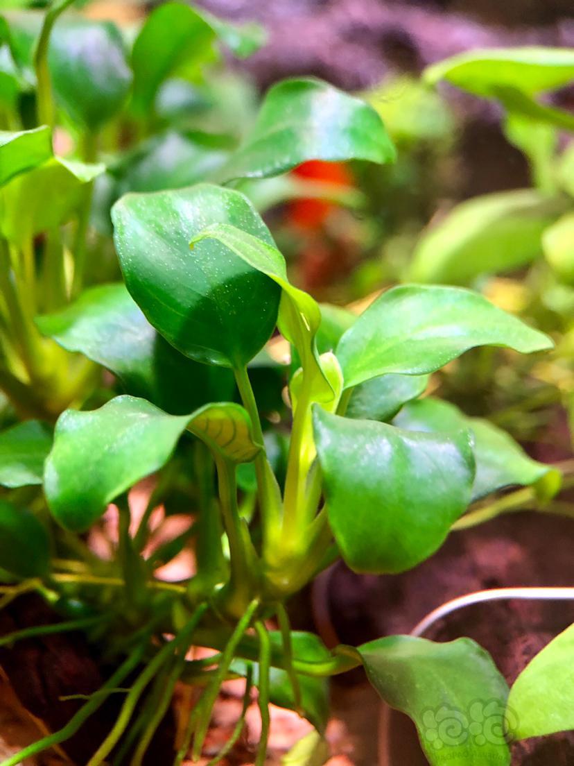 漂亮干净的小水榕才好看