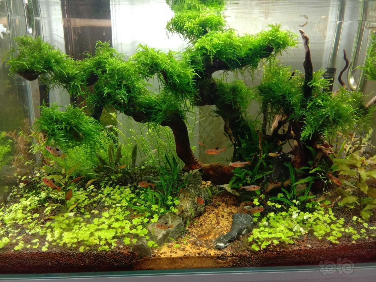 出莫斯垂泪莫斯