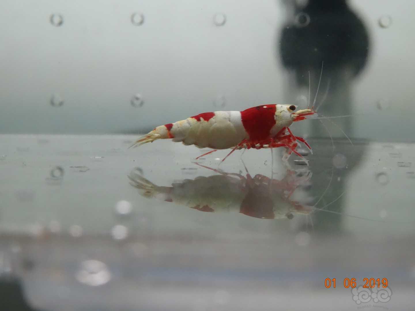【虾】2019-6-2#RMB拍卖红白成母2只-图2