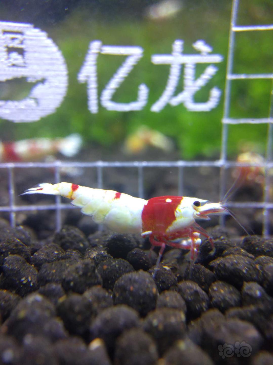 【虾】2019-06-12#RMB拍卖红白二只-图5