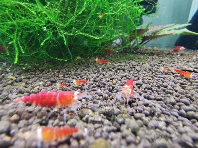 【虾】2019-06-29#RMB拍卖德系圣诞红幼虾1.0大小10只公母自辨-图6