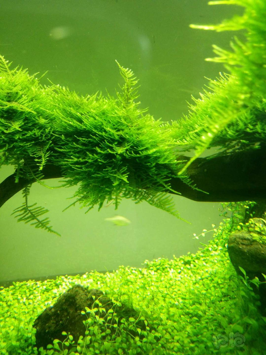 水草缸成长记录