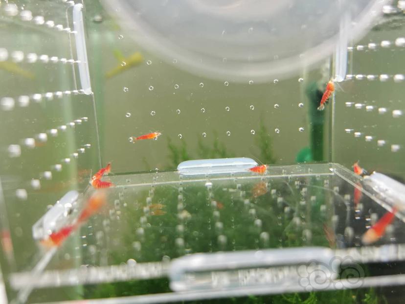【虾】2019-06-29#RMB拍卖德系圣诞红幼虾1.0大小10只公母自辨-图1