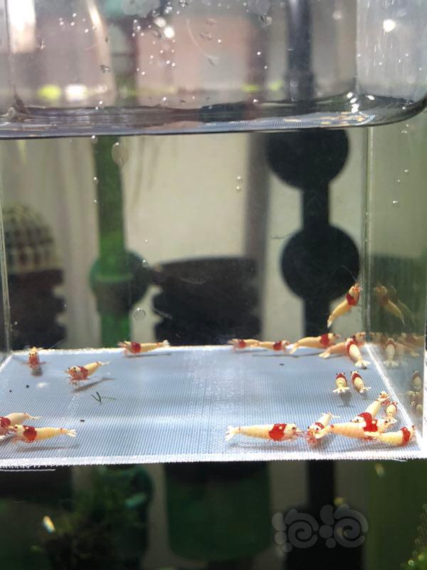 【虾】2019-6-13＃RMB拍卖红白白驱水晶虾21只-图1