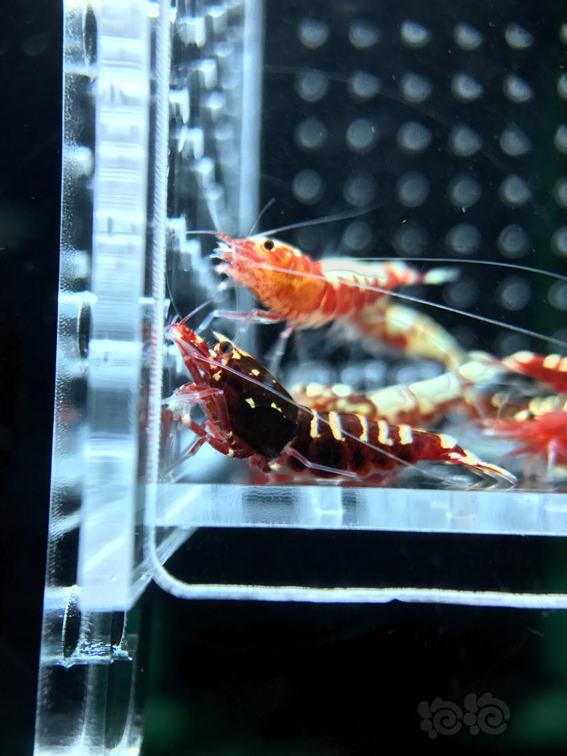 【虾】2019－6－28#RMB拍卖红银河水晶虾11只-图1