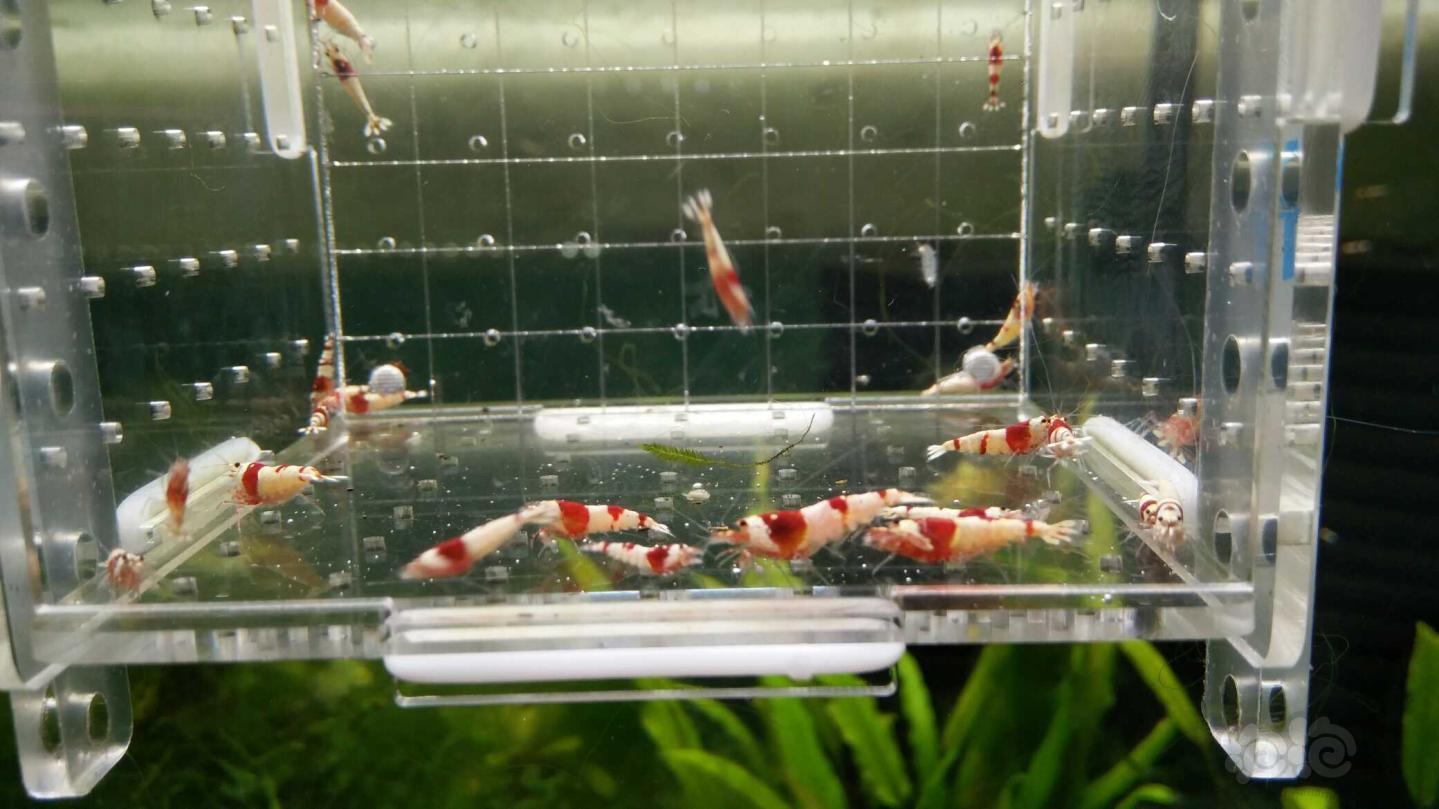 【虾】2019-6-7#RMB拍卖红白水晶虾一份30只-图5