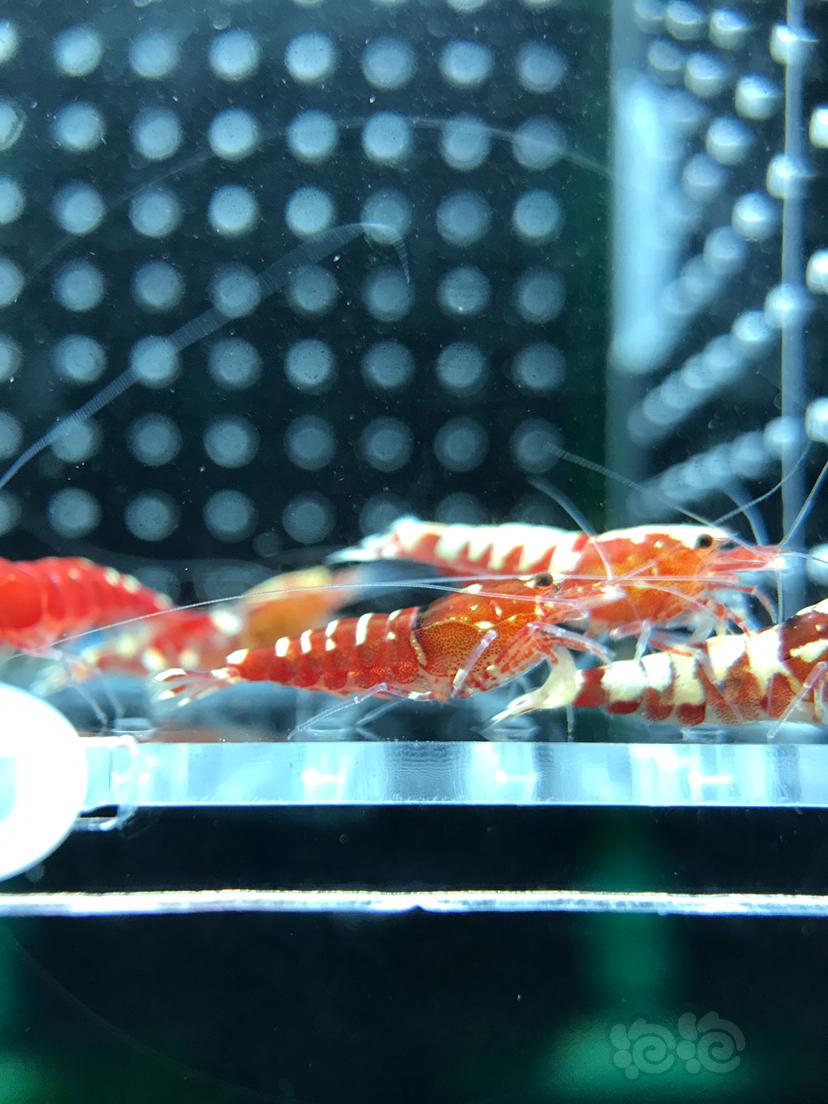 【虾】2019－6－28#RMB拍卖红银河水晶虾11只-图2