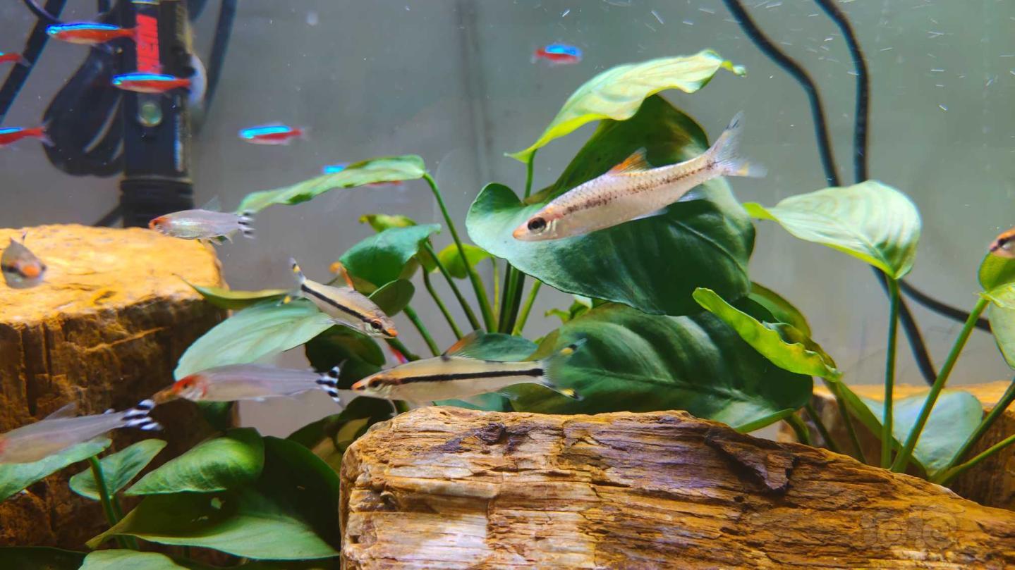 其它请各位鱼友帮忙看看我这条一眉道人是不是生病了