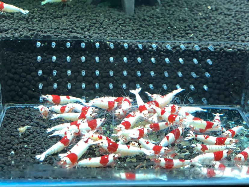 纯血红白水晶虾-图2