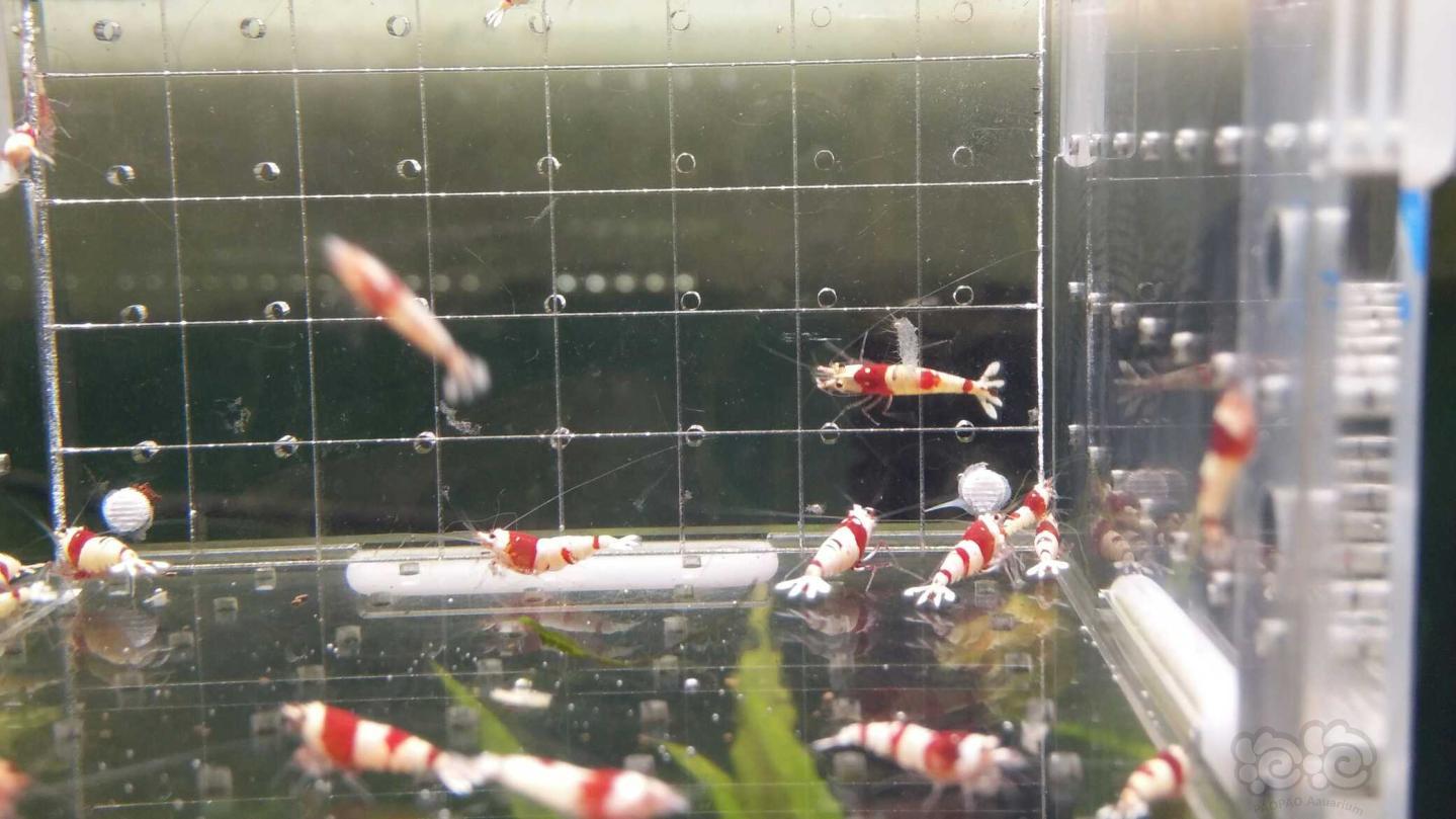 【虾】2019-6-7#RMB拍卖红白水晶虾一份30只-图6