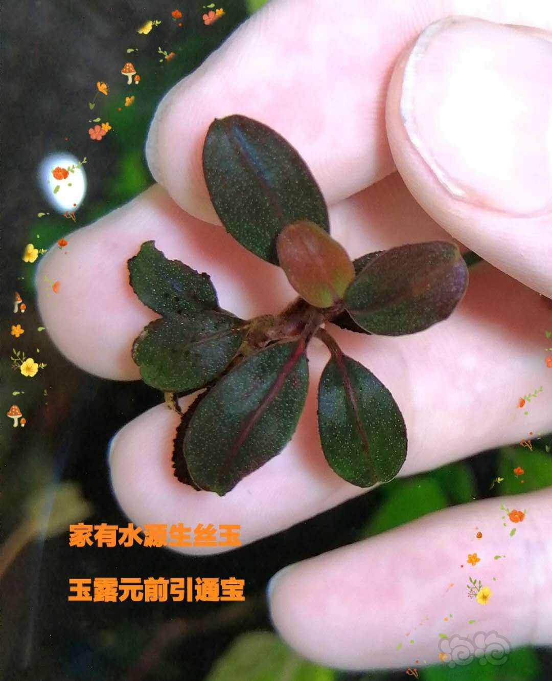 Bucephalandra Brownie Jade–布朗尼·玉-图1