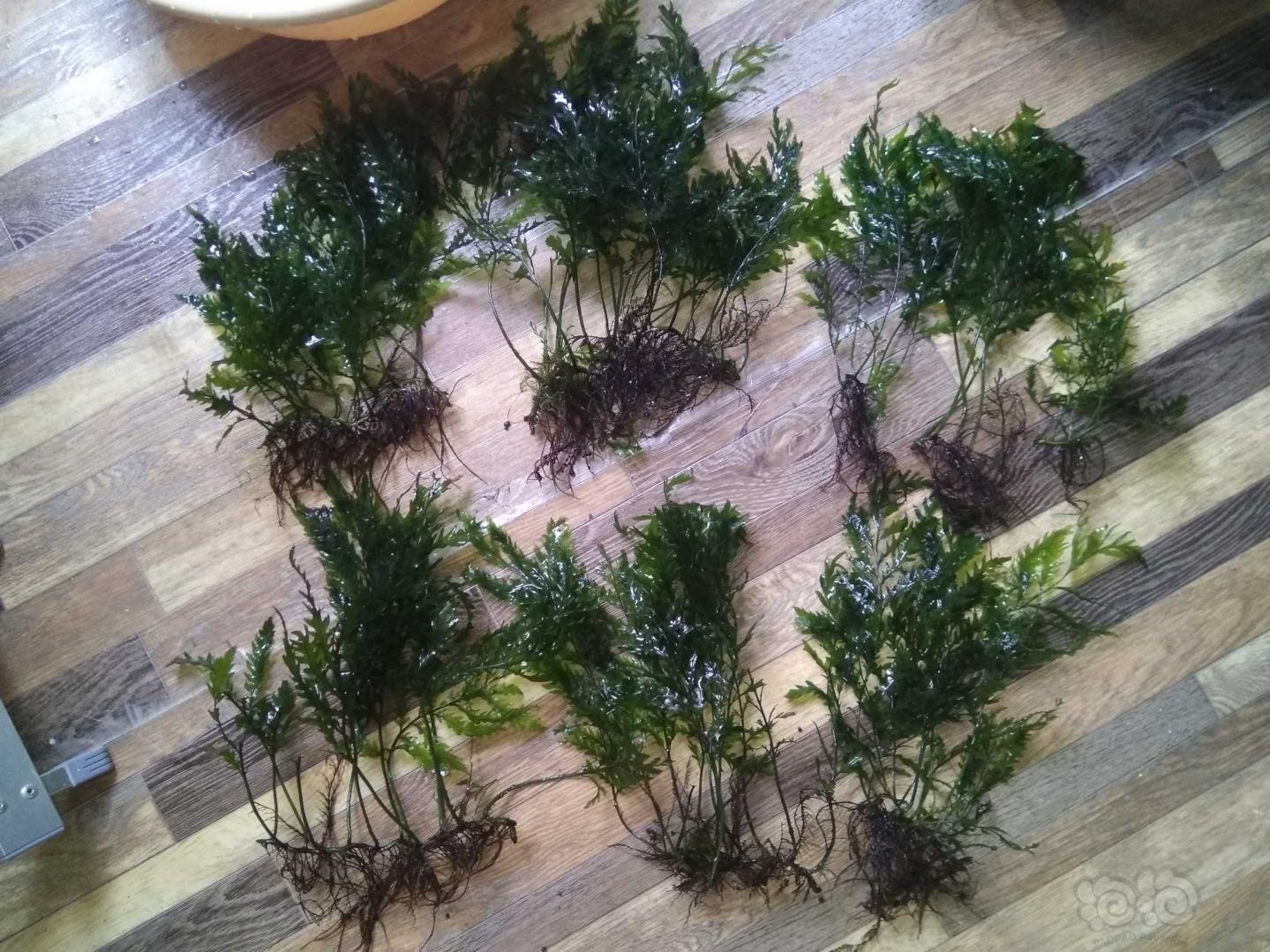 【用品】2019-6-27#RMB拍买黑木蕨一丛-图3