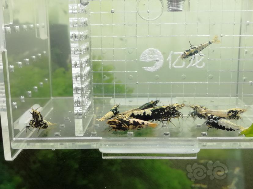 【虾】2019-06-20#RMB拍卖黑色银河鱼骨大蟒🐍一份11只-图6