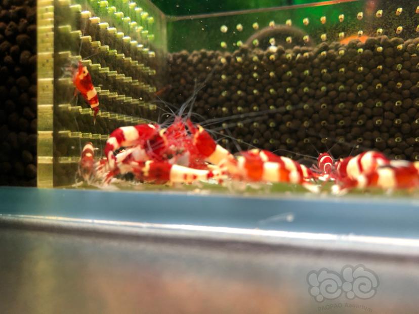 酒红水晶虾品质如图-图2