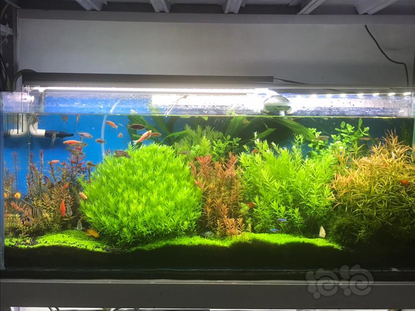 关于宫廷类水草的修剪