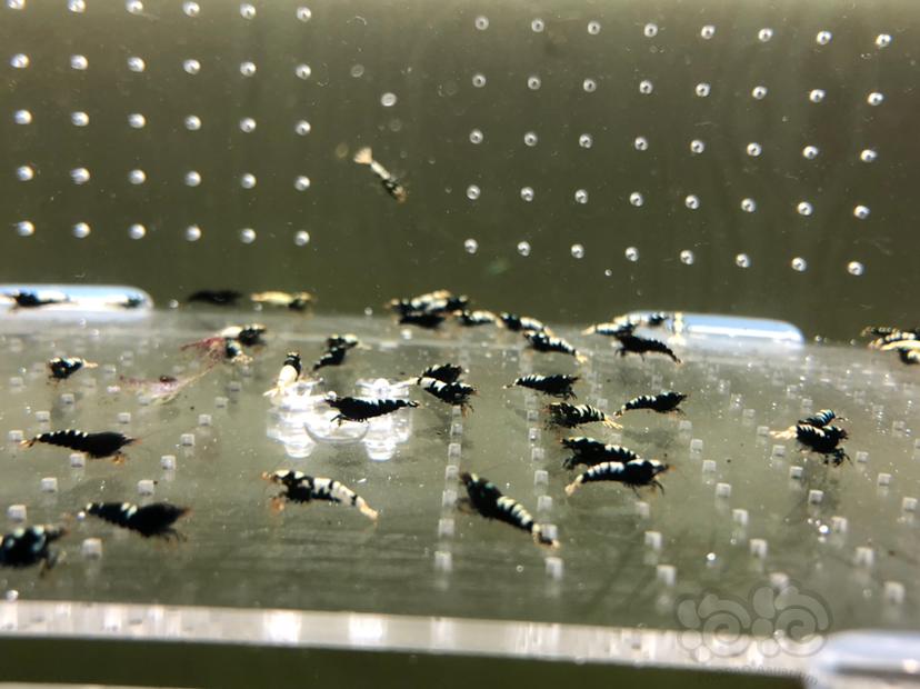 【虾】2019-06-23#RMB拍卖黑银河幼虾60只-图1