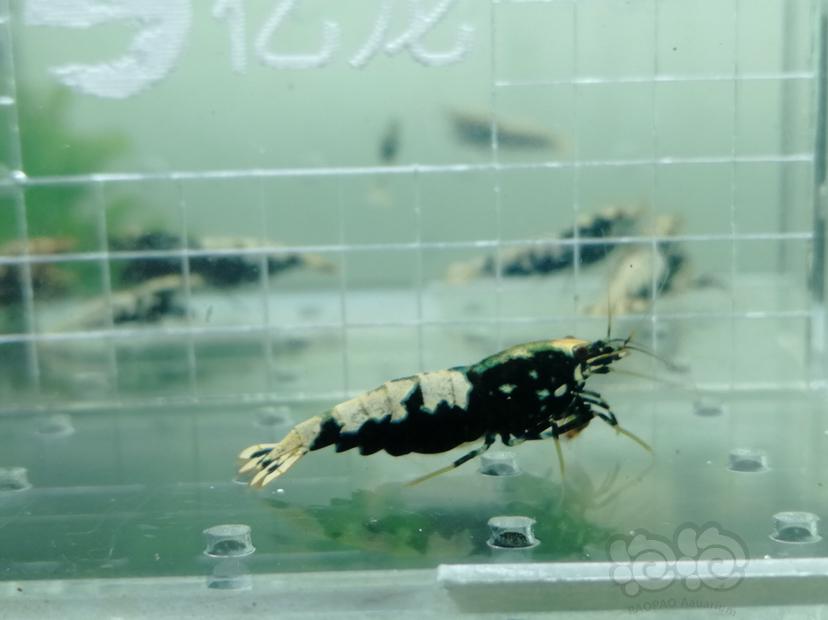 【虾】2019-06-20#RMB拍卖黑色银河鱼骨大蟒🐍一份11只-图8