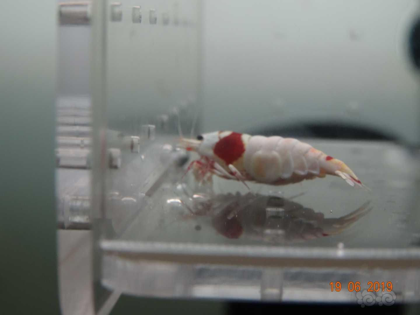 【虾】2019-6-20#RMB拍卖红白母虾2只-图4
