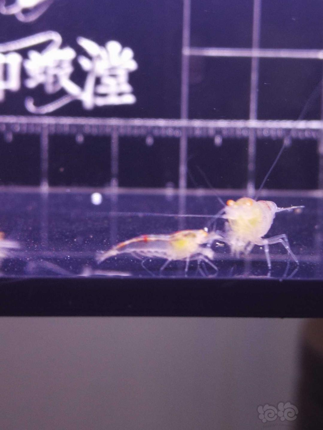 【虾】2019-06-27#RMB拍卖金眼红虎纹水晶虾-图4