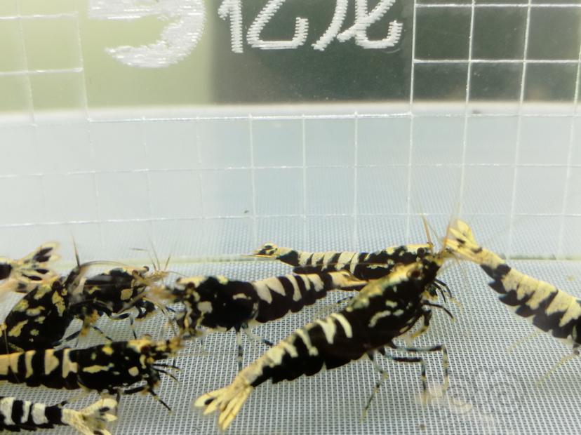 【虾】2019-06-20#RMB拍卖黑色银河鱼骨一份11只-图2