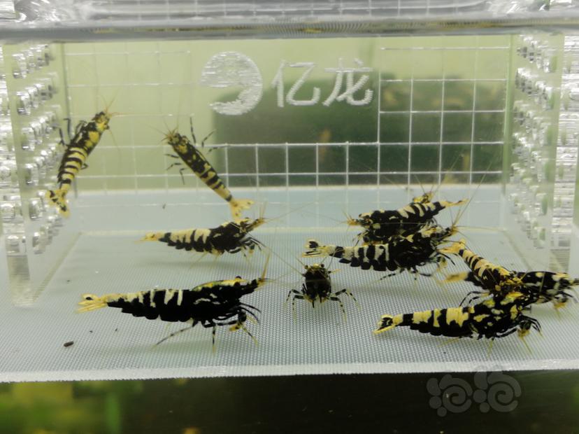 【虾】2019-06-20#RMB拍卖黑色银河鱼骨一份11只-图6