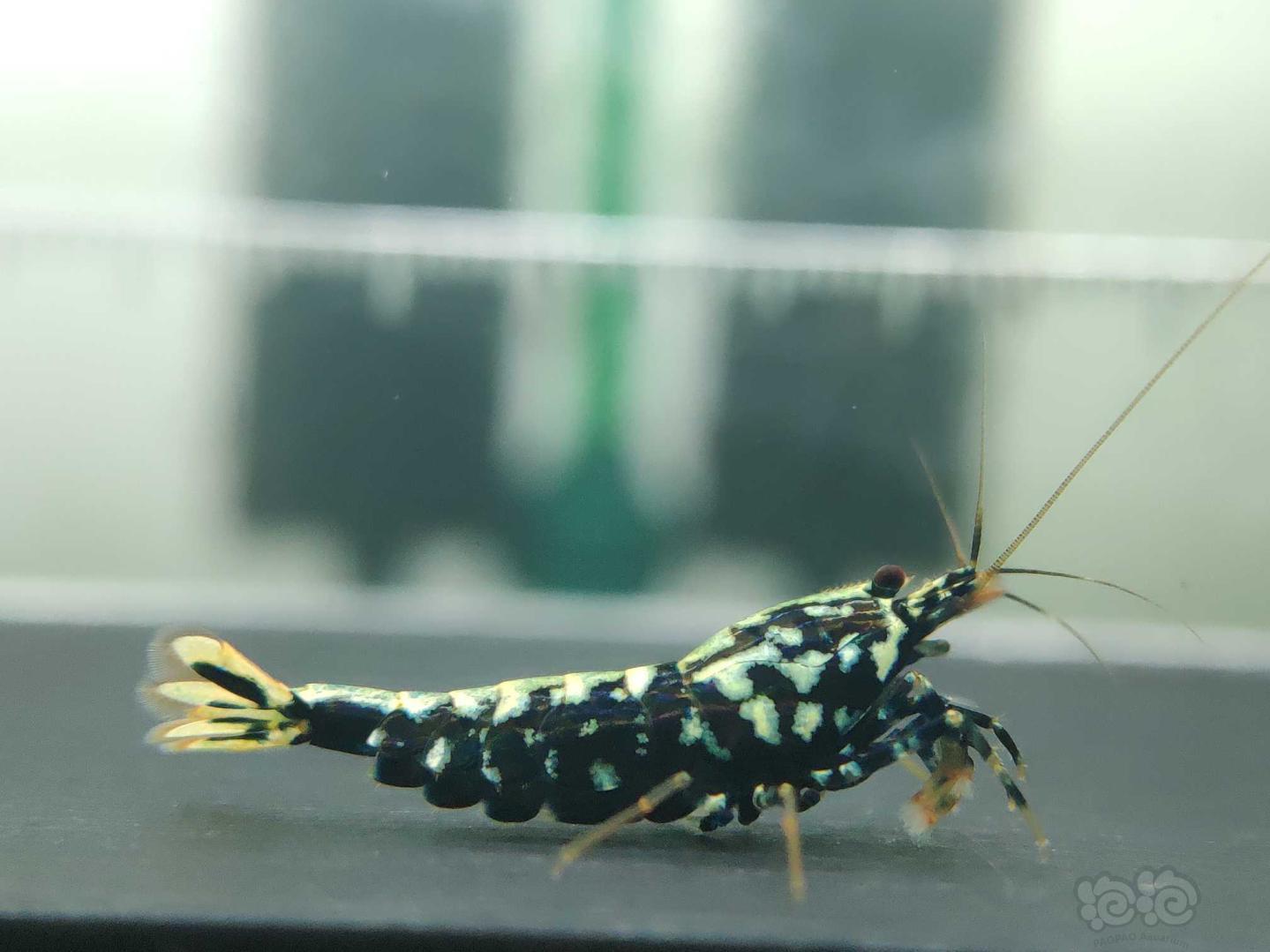 201968rmb拍卖观赏水晶虾黑银河1只