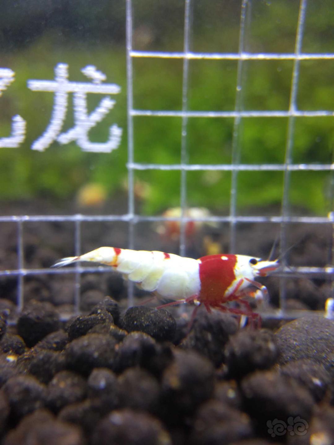 【虾】2019-06-12#RMB拍卖红白二只-图6