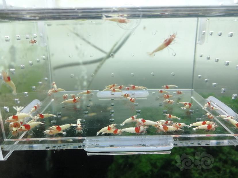 【虾】2019-07-27#RMB拍卖红白纯血白驱辉煌一份30只-图3