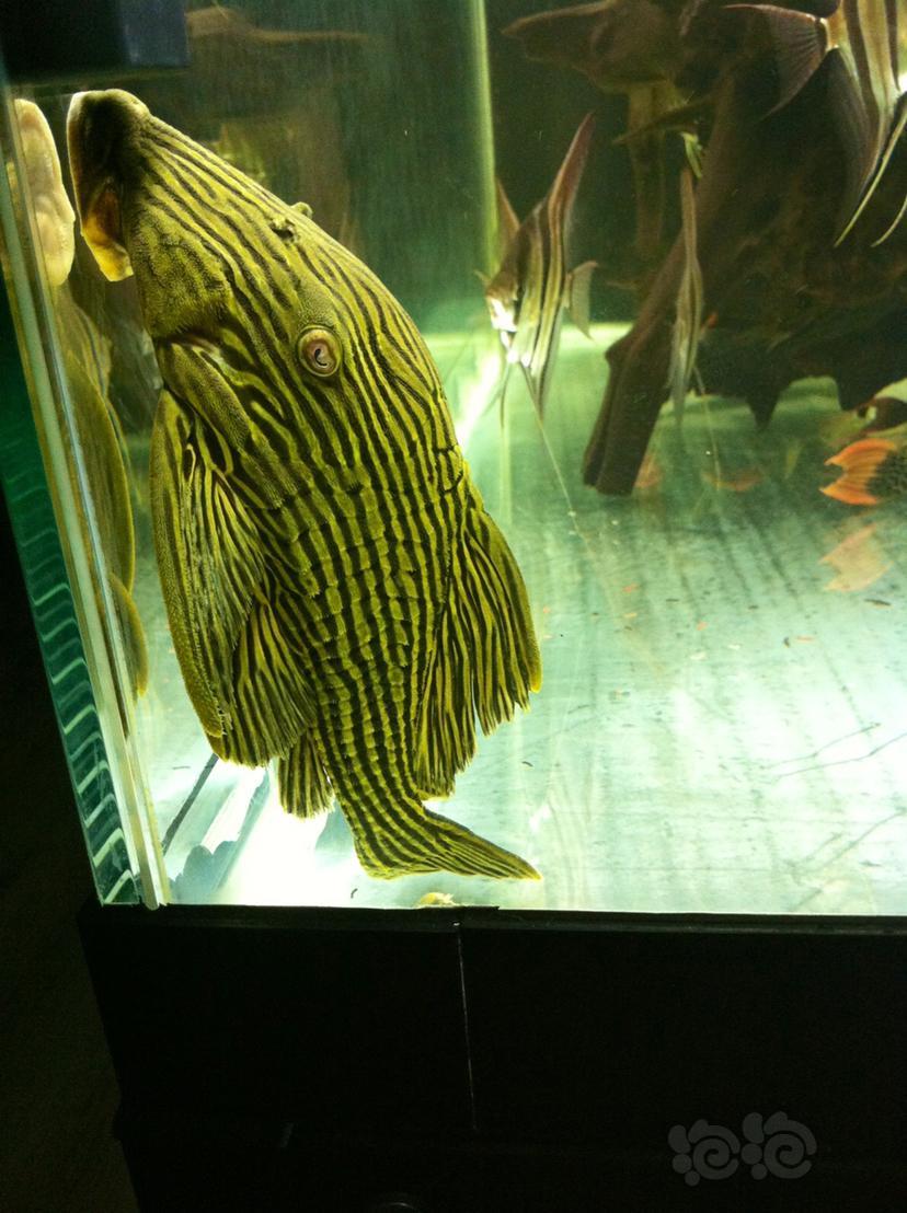 以前养的异形鱼