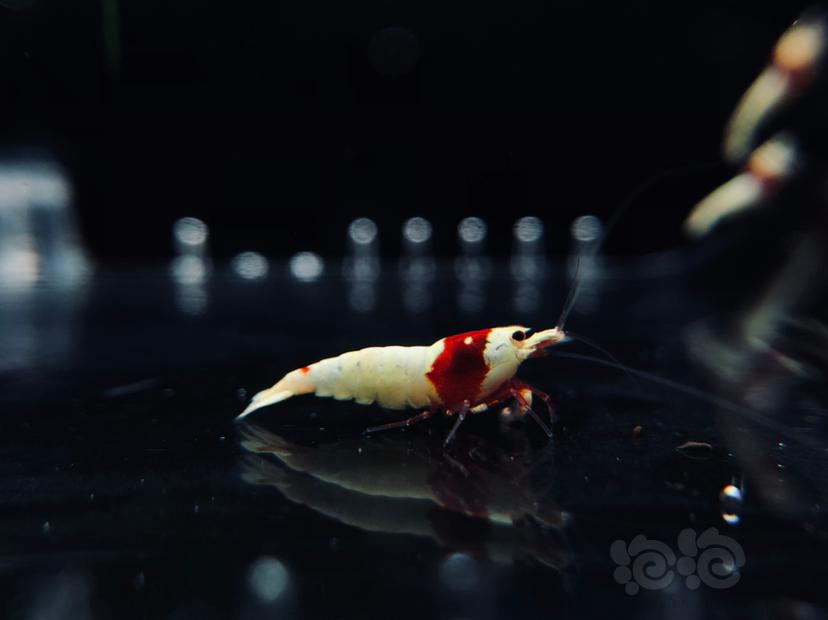 【虾】2019-7-1#RMB拍卖纯血红白水晶虾一份10只-图2