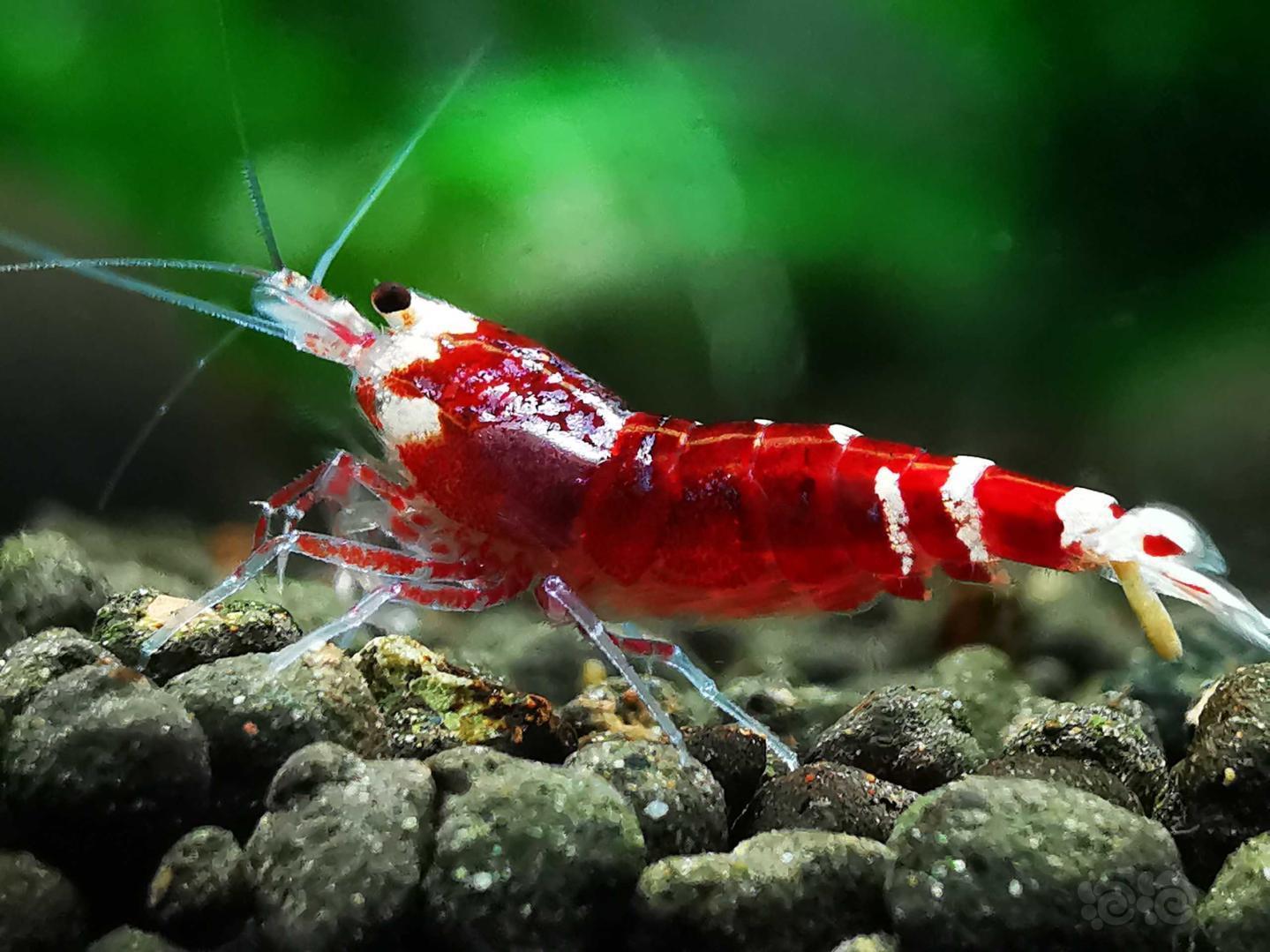 2019-07-03#rmb拍卖金属红公虾一只