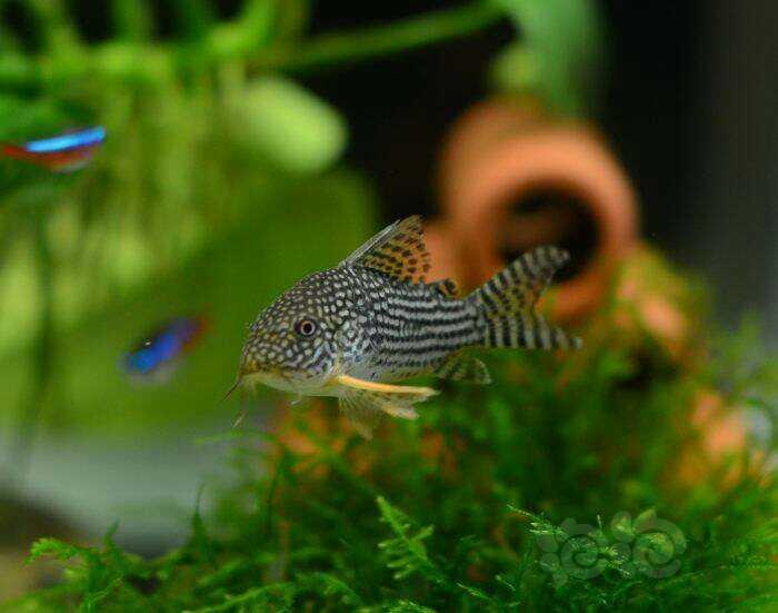 鼠鱼金翅珍珠鼠