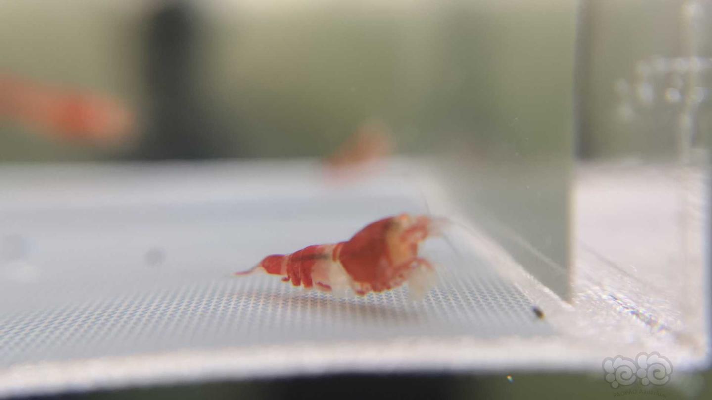 【虾】2019-07-28#RMB拍卖红金眼金刚琉璃体水晶虾5只-图17
