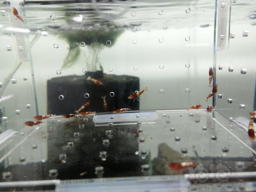 【虾】2019-07-06#RMB拍卖红斑马一份15只-图4