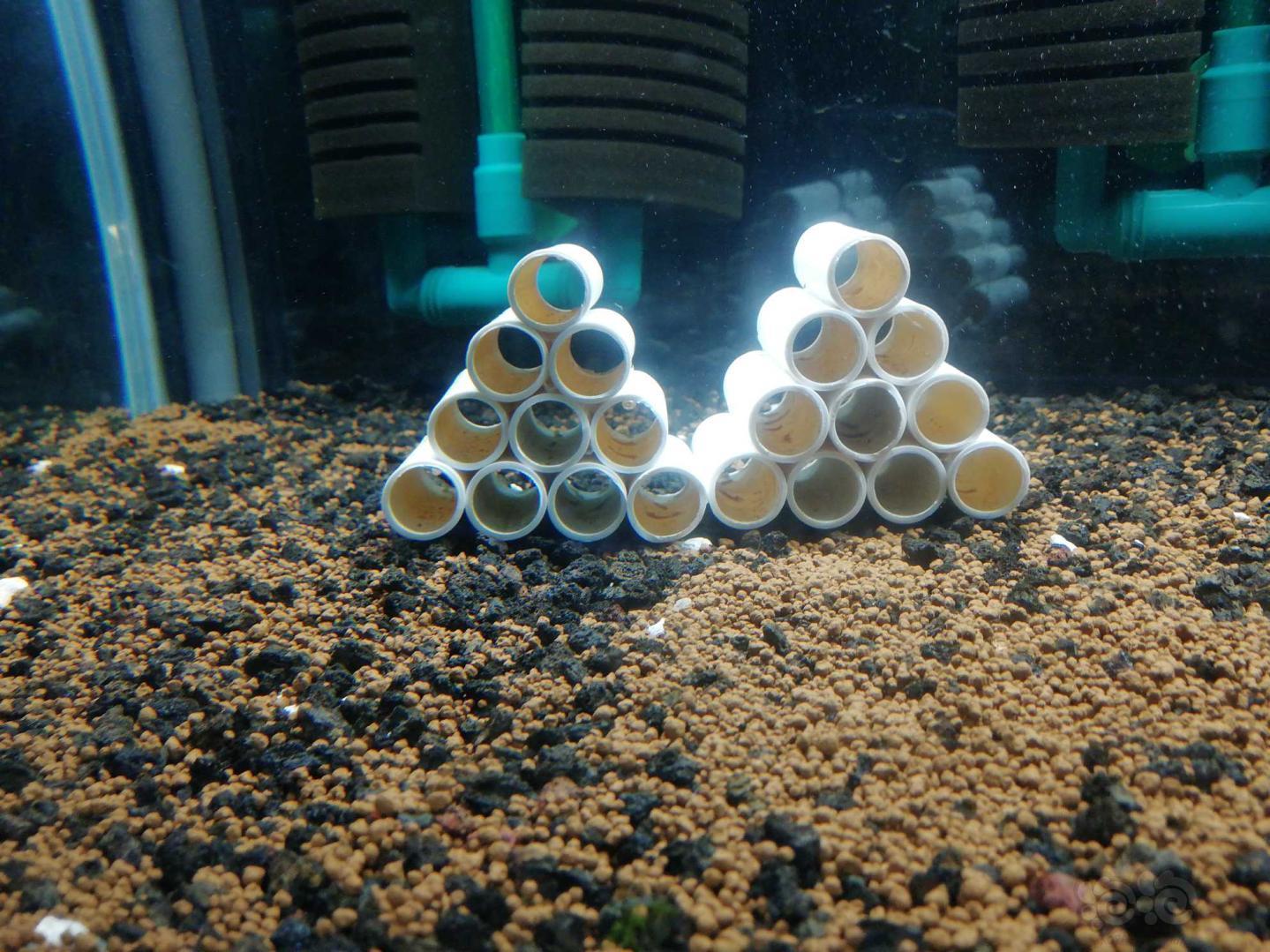 做点虾窝