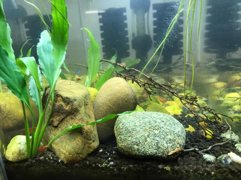 捡素材造景完美虾缸