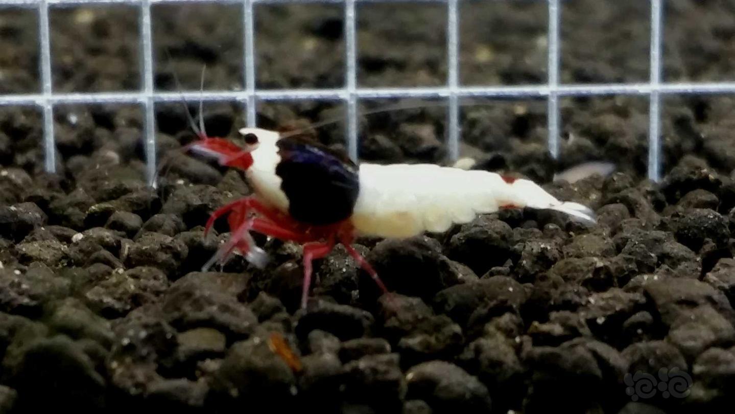 【虾】2019-07-24#RMB拍卖 系统种虾缸精选~酒红白躯-图2