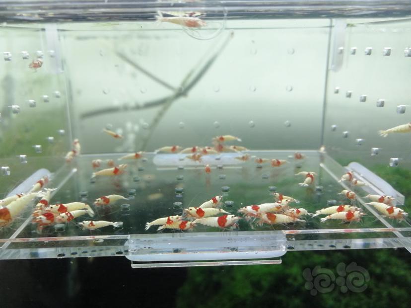 【虾】2019-07-27#RMB拍卖红白纯血白驱辉煌一份30只-图5