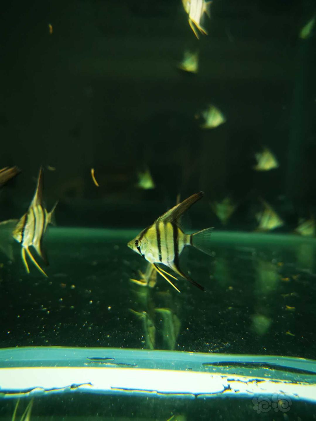 【热带鱼】出一批自己繁殖的喷点秘鲁F1，品质如图-图7