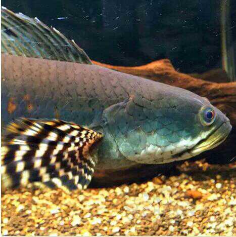 此特征可说是这类品种最佳的判断指标此鱼是生存在缅甸的the rakhine