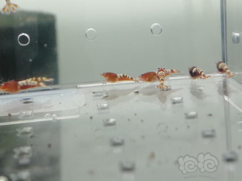 【虾】2019-07-06#RMB拍卖红斑马一份15只-图3