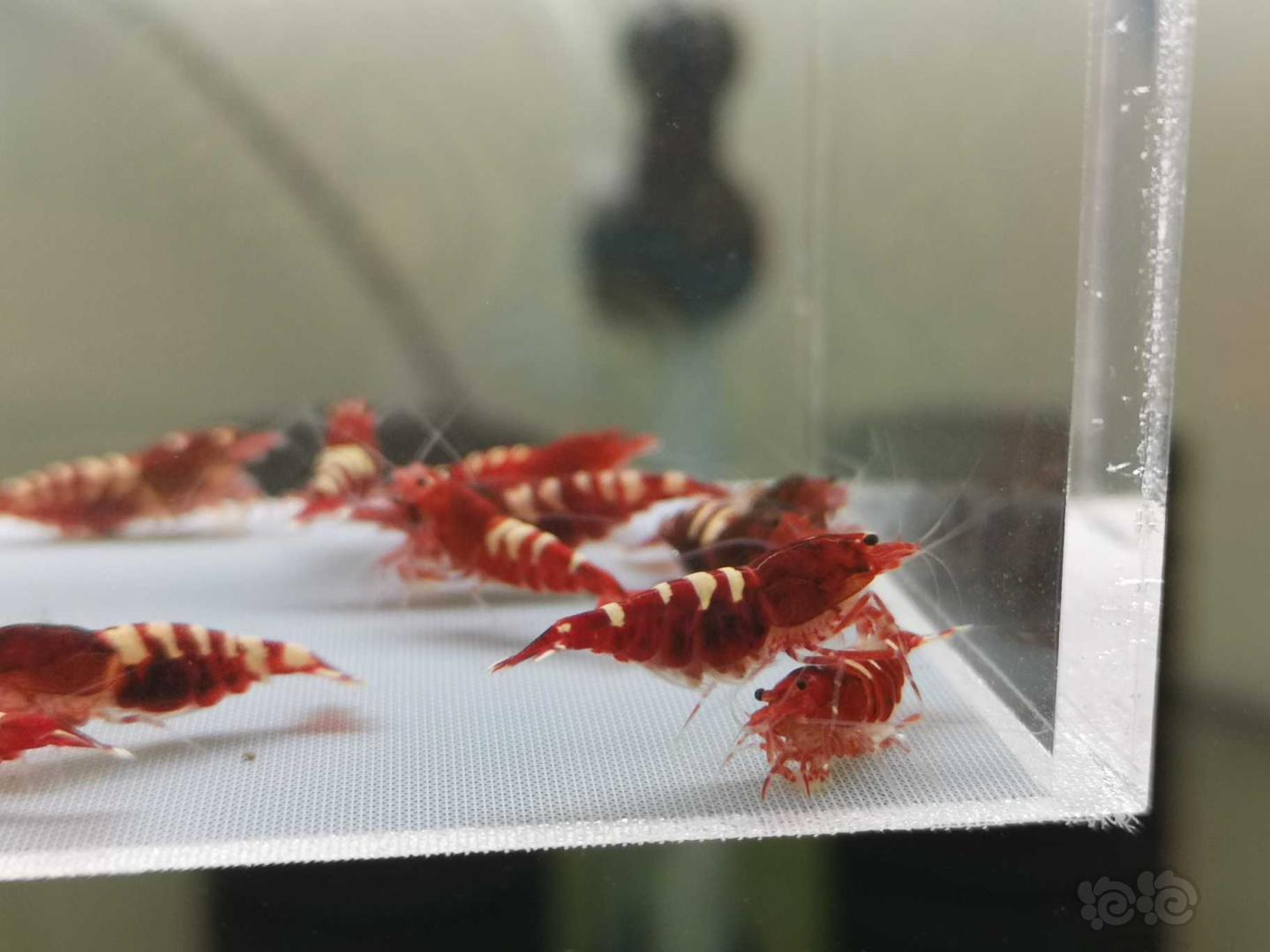 【虾】2019-07-31#RMB拍卖红姘头斑马繁殖组3公9母-图6