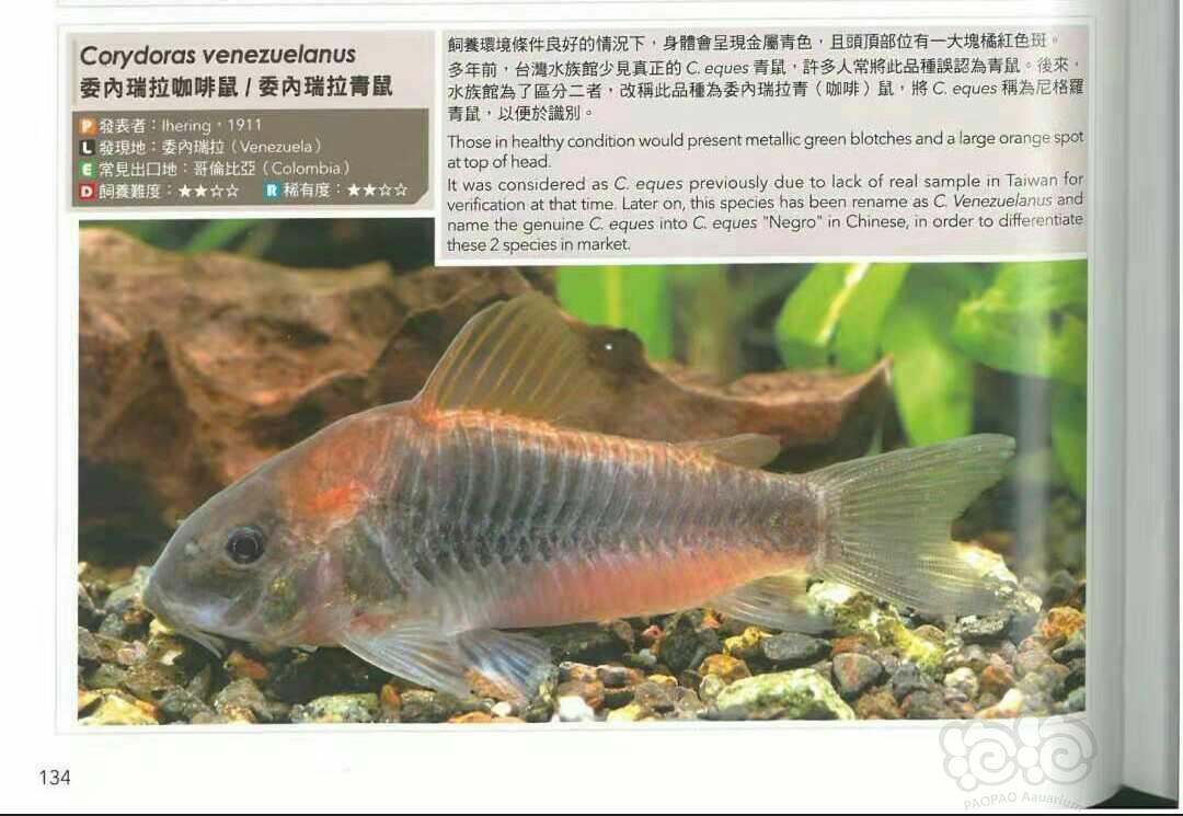 鼠鱼委瑞内拉青鼠